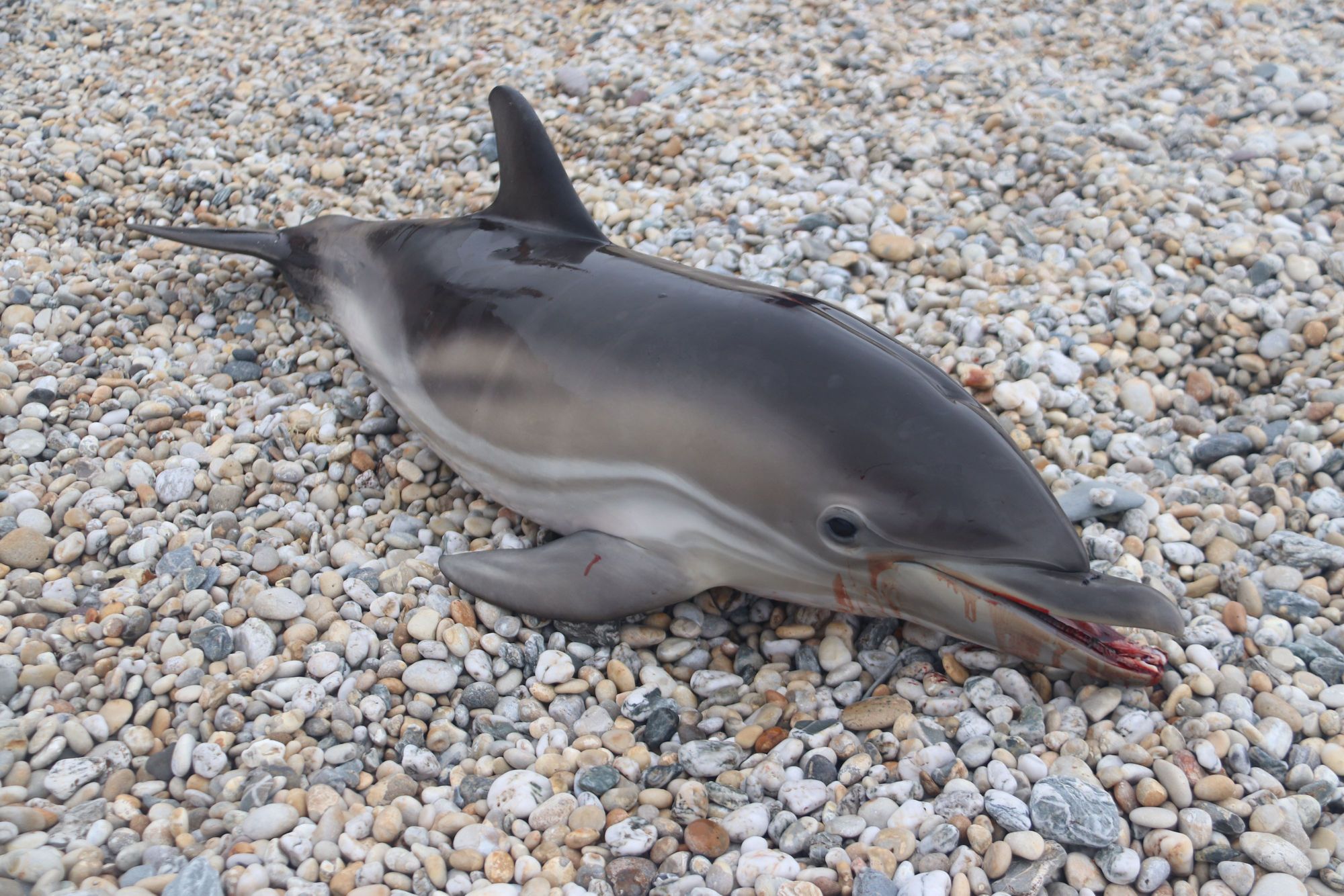 Baby dolphin washed up on beach was killed by boat propeller