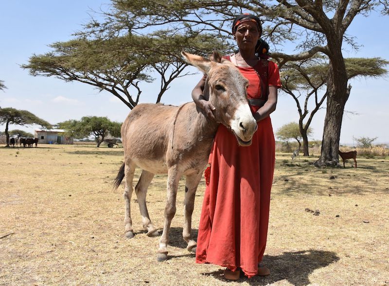 Ethiopian donkey herd faces threat from global skin trade