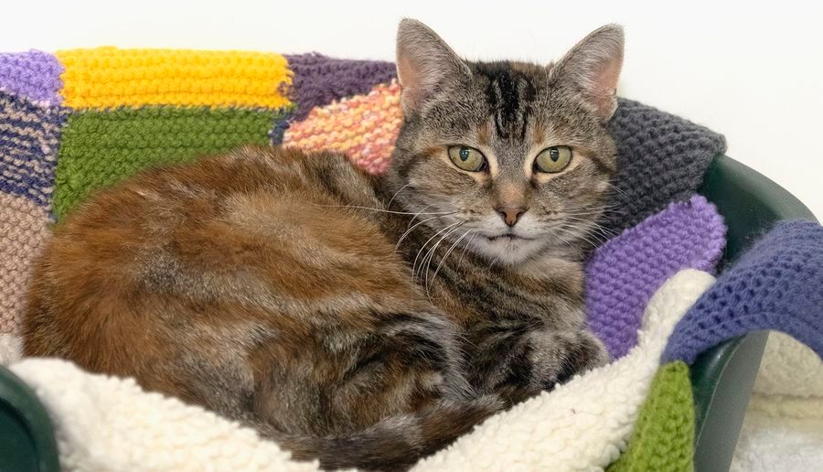 Chelmsford cat charity appeal for new members in bid to continue ongoing work