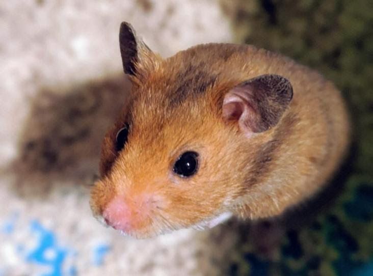 Cheshire RSPCA warns of rise in pet neglect cases during lockdown