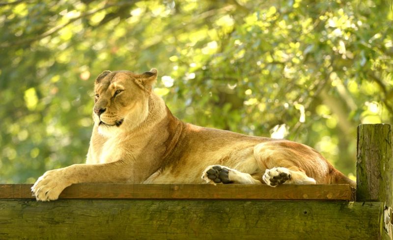 Schoolchildren to take part in Knowsley Safari's new mental health initiative