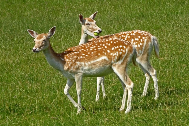 Wildlife charity gives warning after fatal deer attack