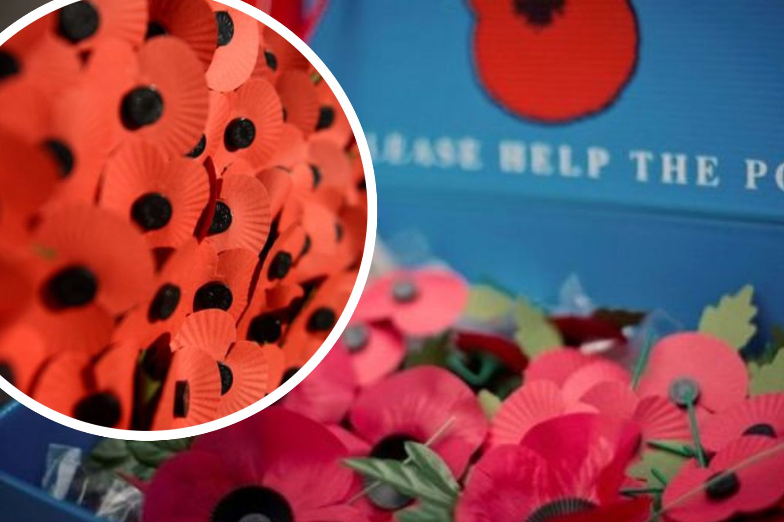 Paignton poppy wreath on express train to London