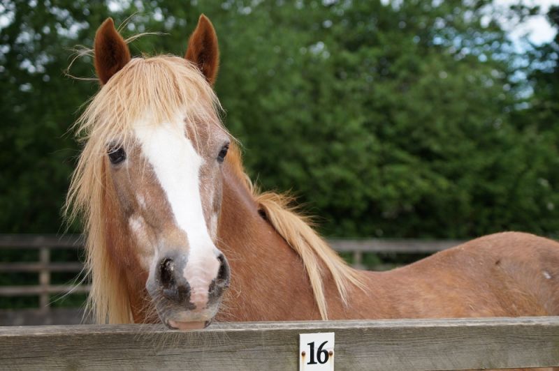 Much-loved horse, Dolly, retires from adoption scheme