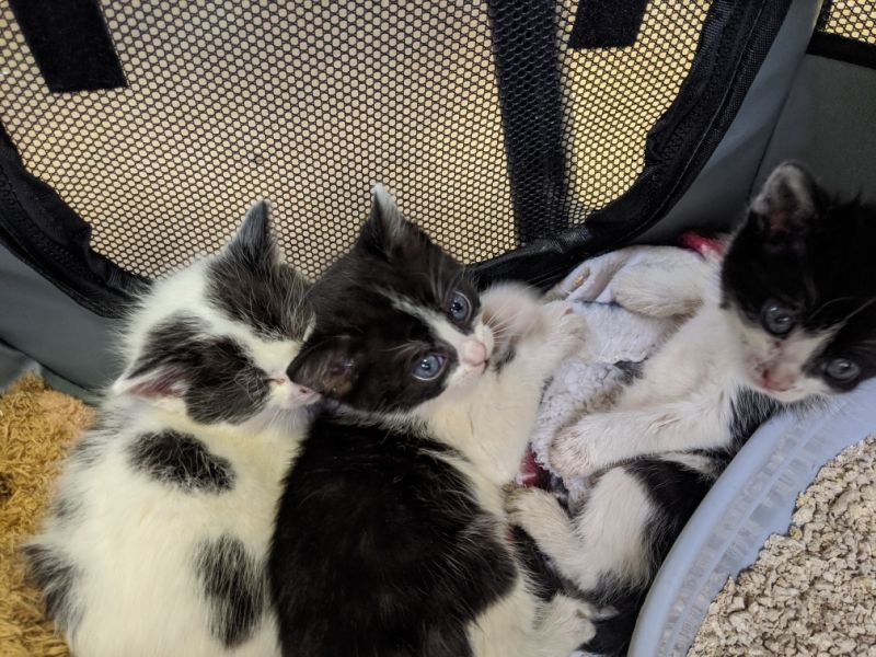 Abandoned kittens now thriving thanks to Woodlands Animal Sanctuary