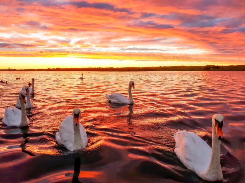 Stand Up for Southport column: Swans at Sunset wins photo competition