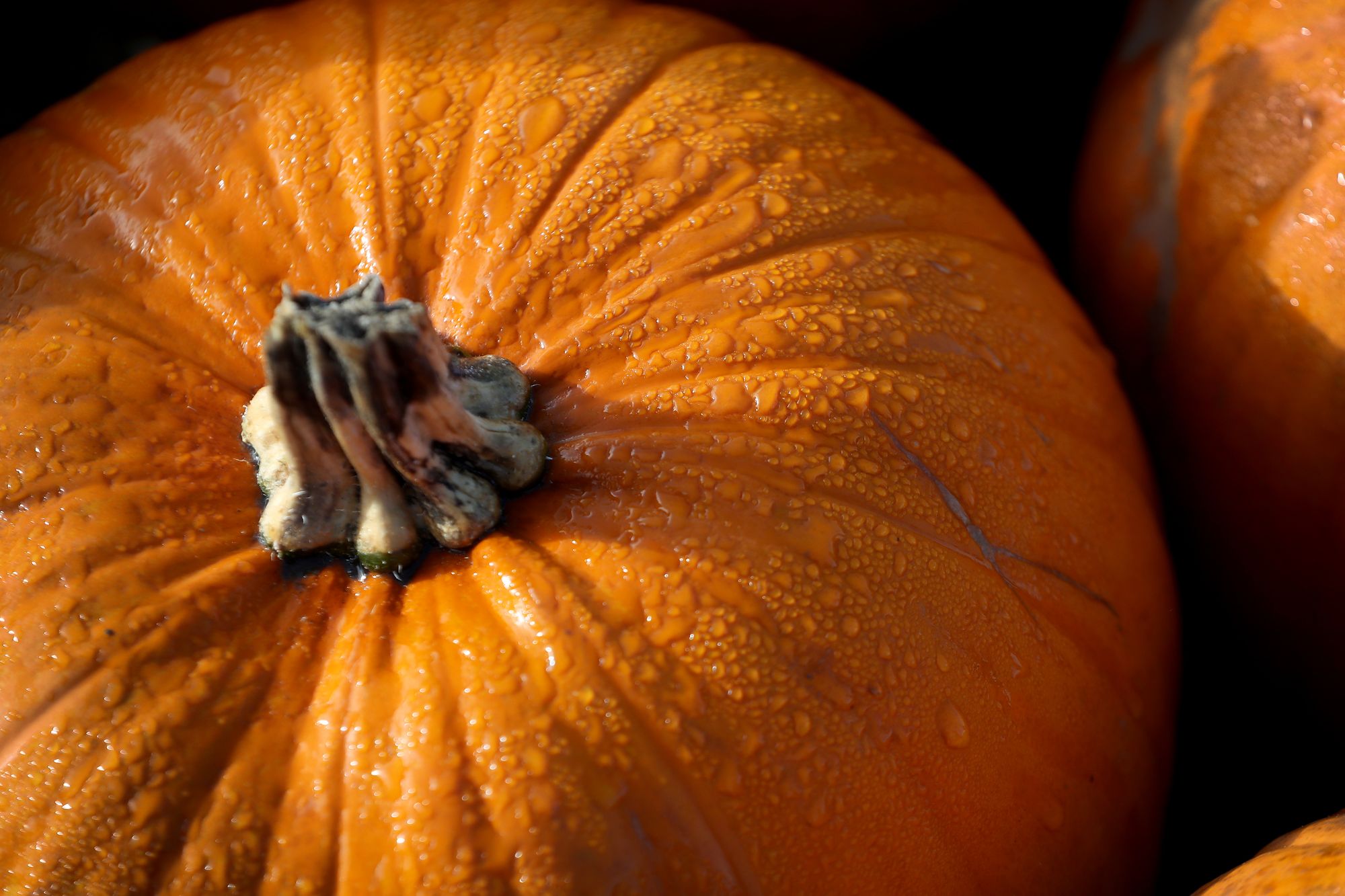 Caerphilly's Halloween pumpkin recycling contest