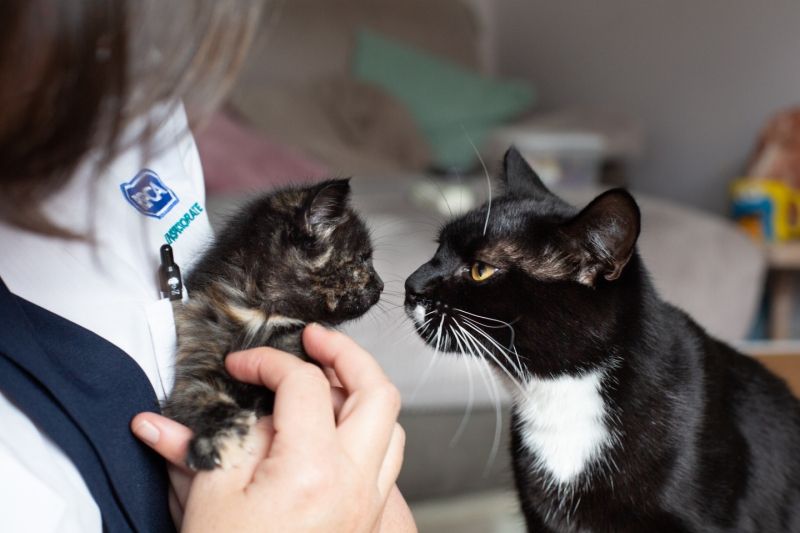 Abandoned Wateringbury kitten given new life