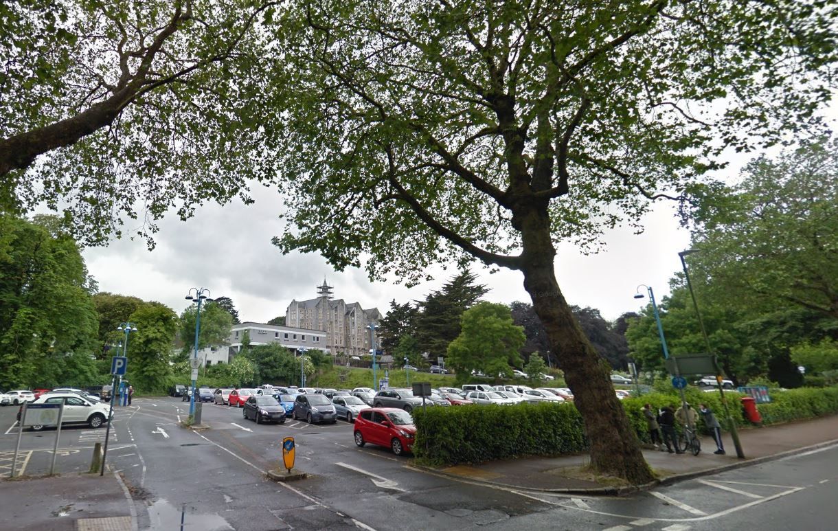 Landmark Torbay trees to be felled as deadly fungus strikes