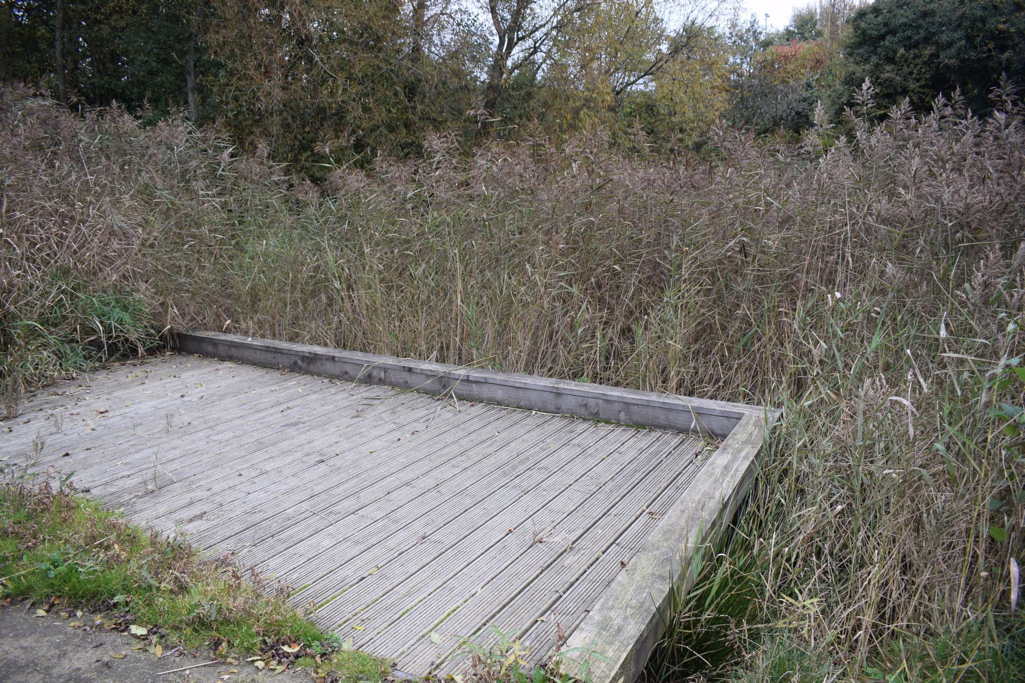 Action demanded over Runcorn pond so overgrown it's hidden
