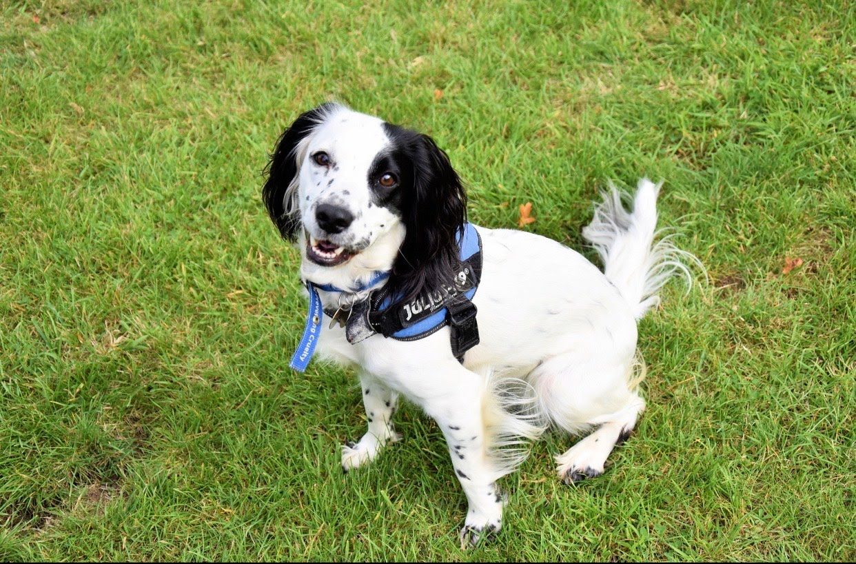 Torquay man banned from owning dogs after beating runaway spaniel