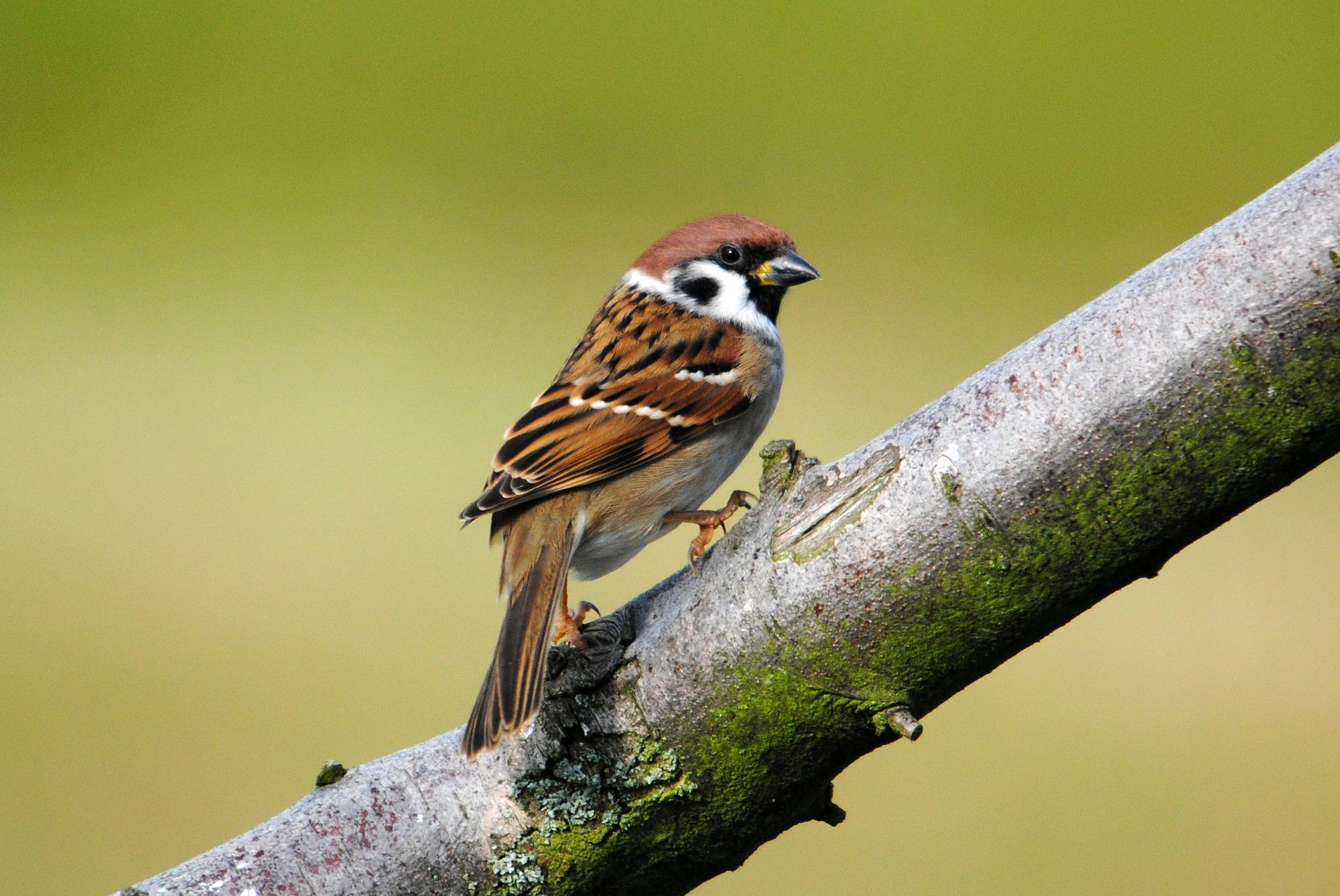 Biodiversity grant celebrates  projects across the Midlands