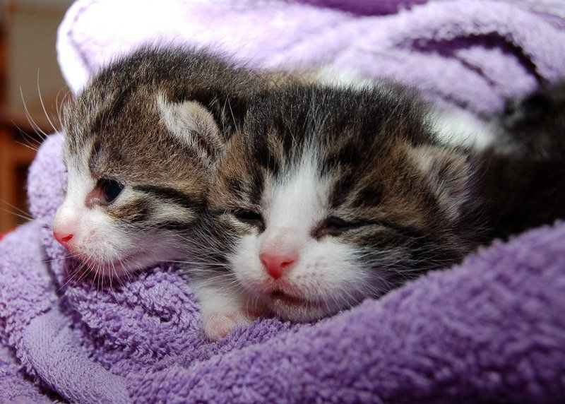 Wirral Cats Protection on the prowl for volunteers