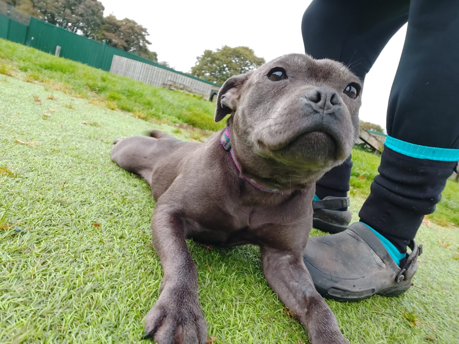 Ince Blundell animal centre warns of cruel breeding practices