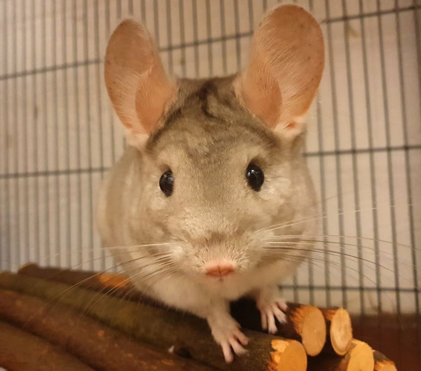 RSPCA warns rise in lockdown 'starter pets' could lead to increase in neglect after 92 incidents dealt with in Berkshire