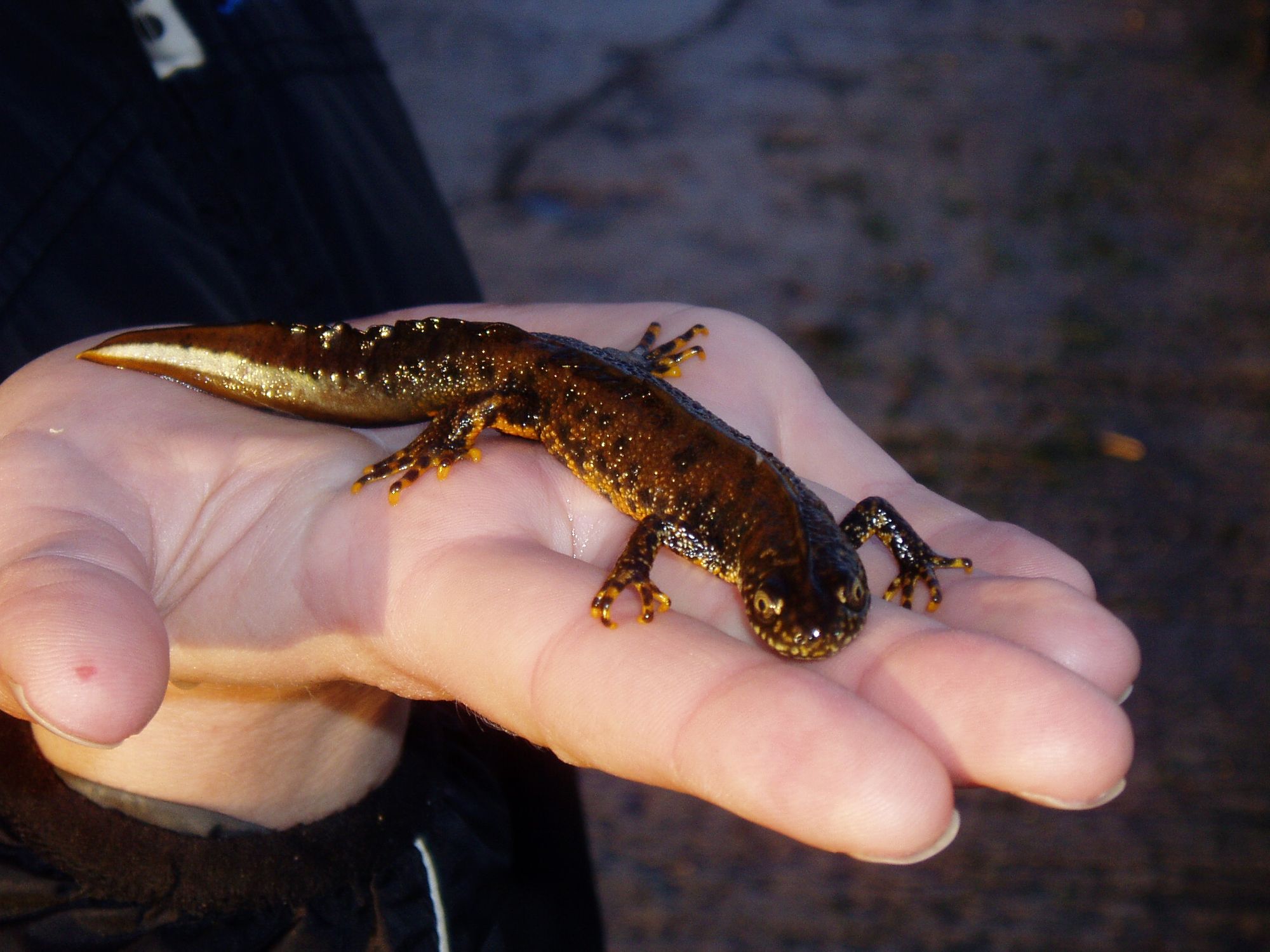 Reward scheme launches for Cambridgeshire landowners who construct ponds to increase newt population