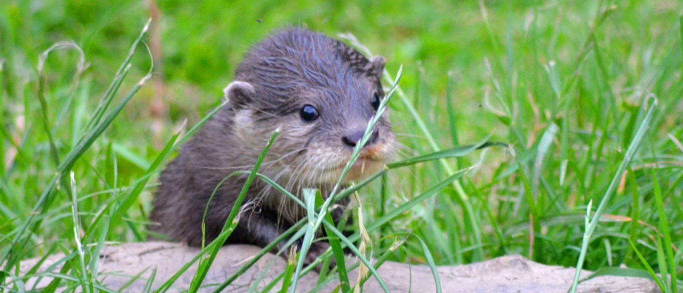 In case you missed it: Five stories from Cornwall, October 12 to 16