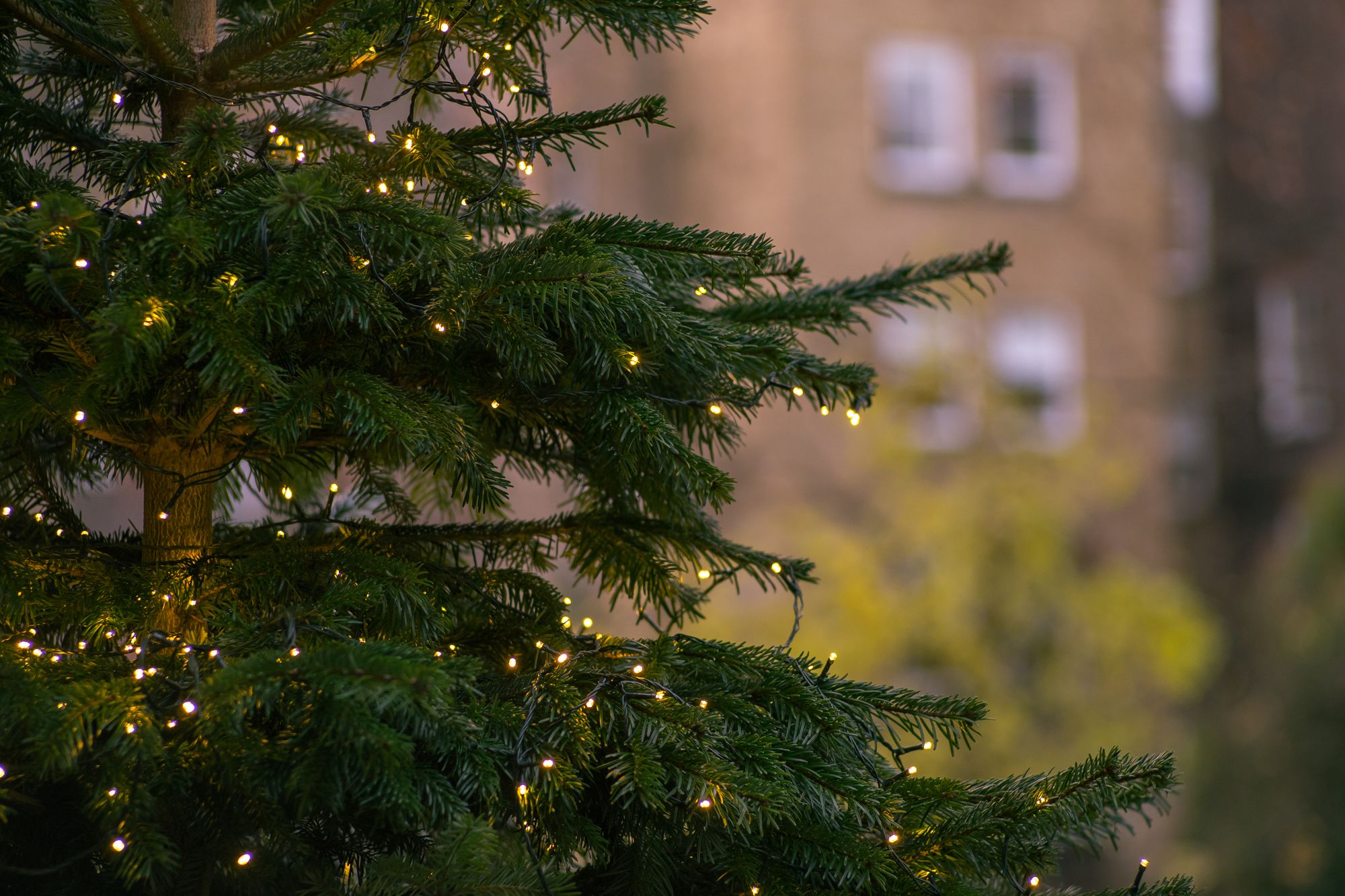 Cheddar Lions hosting virtual tree of light service