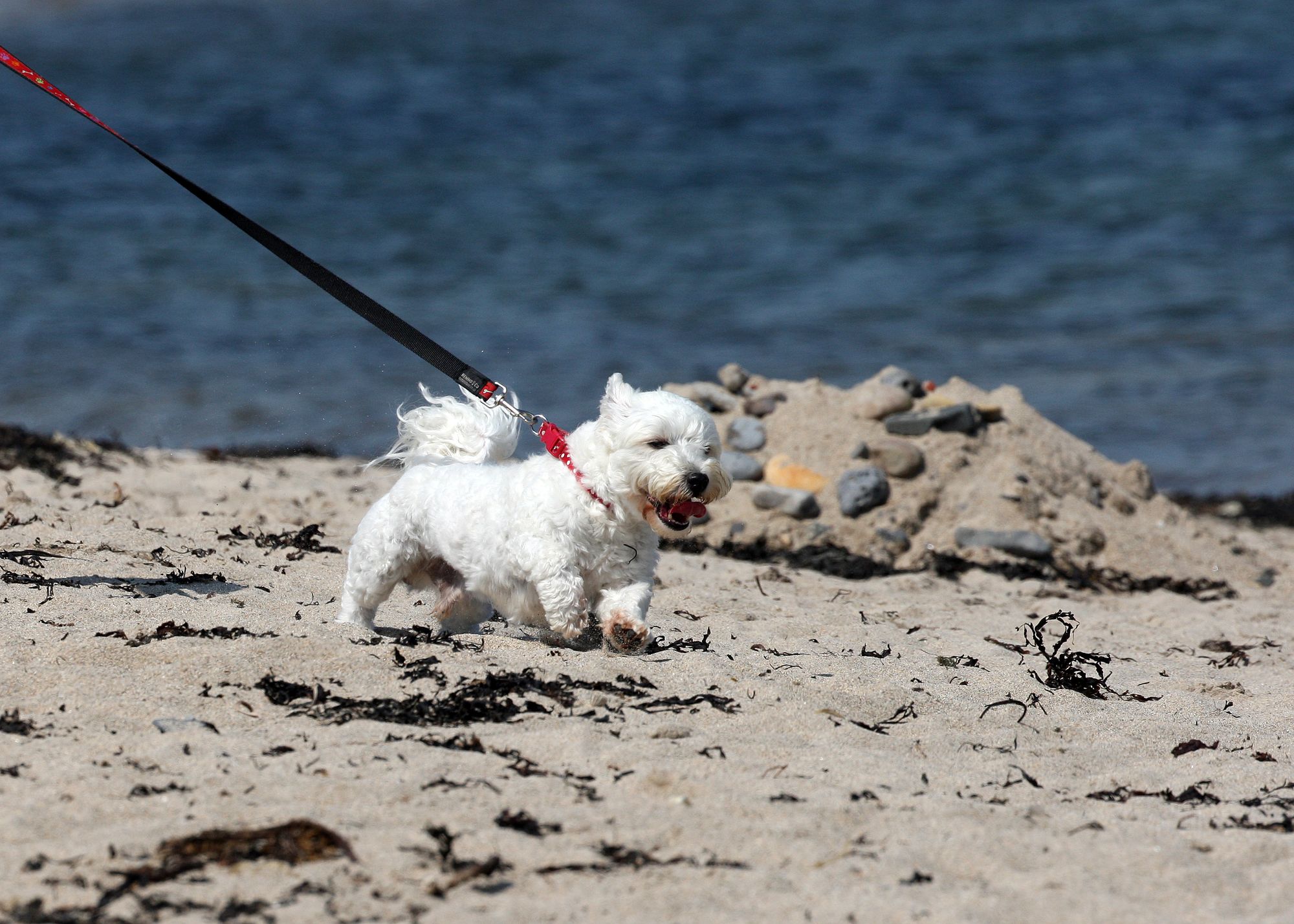 Dogs could be banned from Westbrook Bay during summer under new council rules