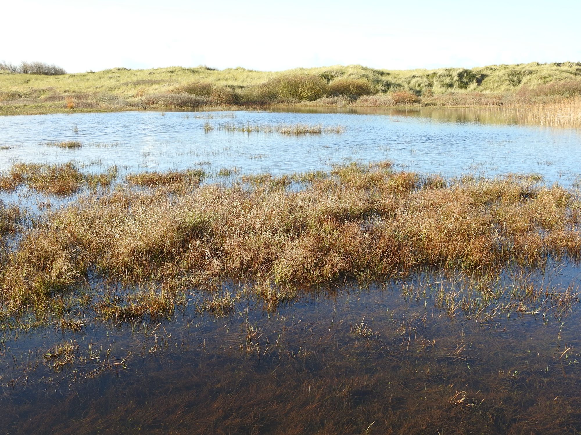 Sefton Coast column: Recent rain has started to transform the dune system