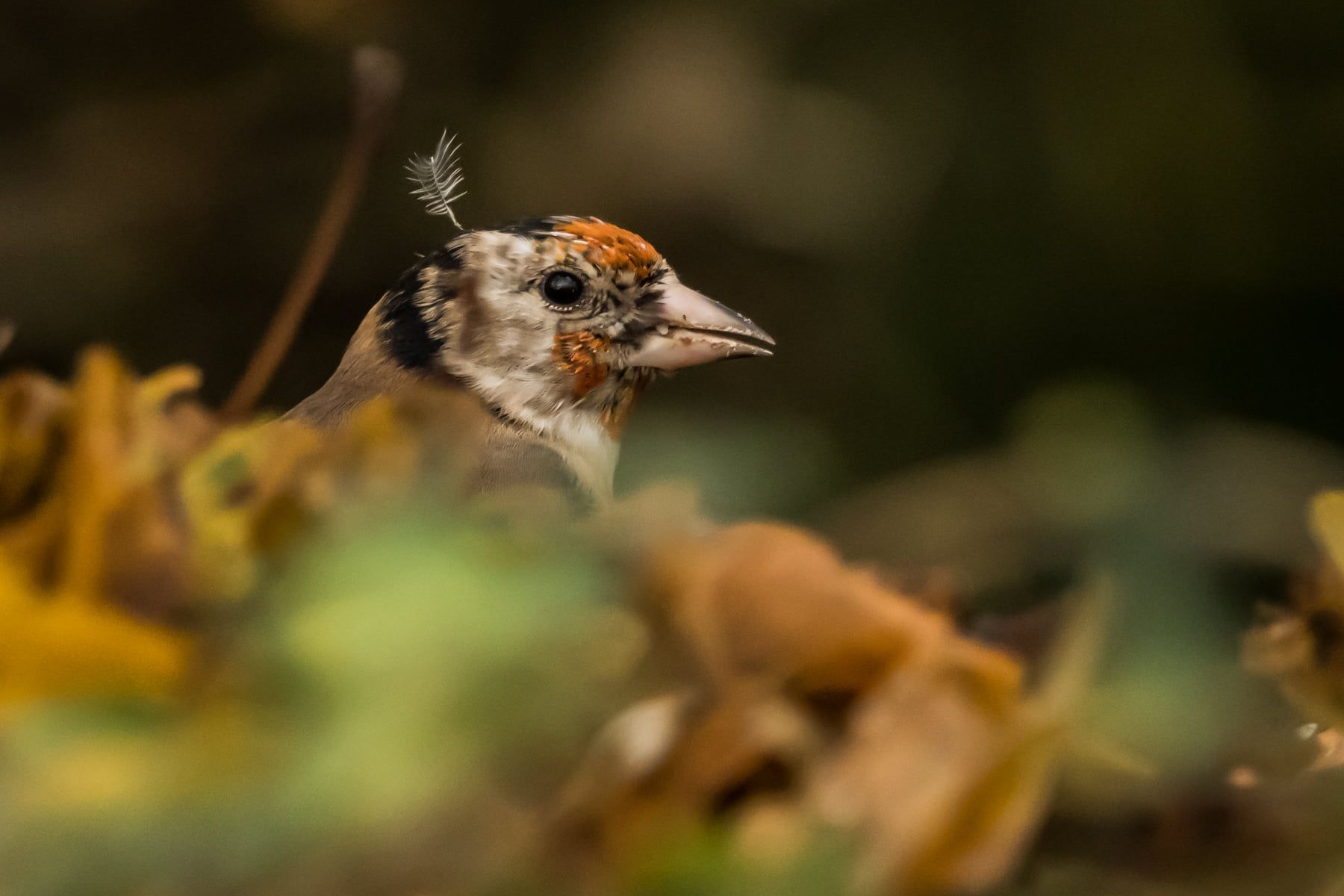 Can you identify the birds in these stunning images?