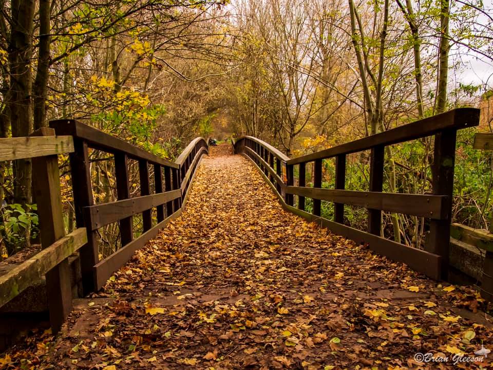 Amwell Nature Reserve in picture by Brian Gleeson