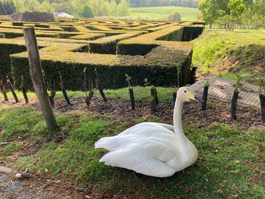 Kent castle's swan could be oldest in the country
