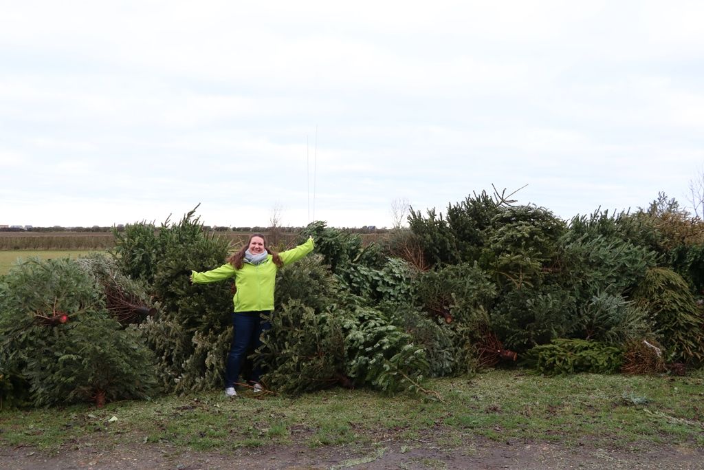 Cambridge Arthur Rank Hospice Charity needs volunteers to support Christmas tree recycling scheme