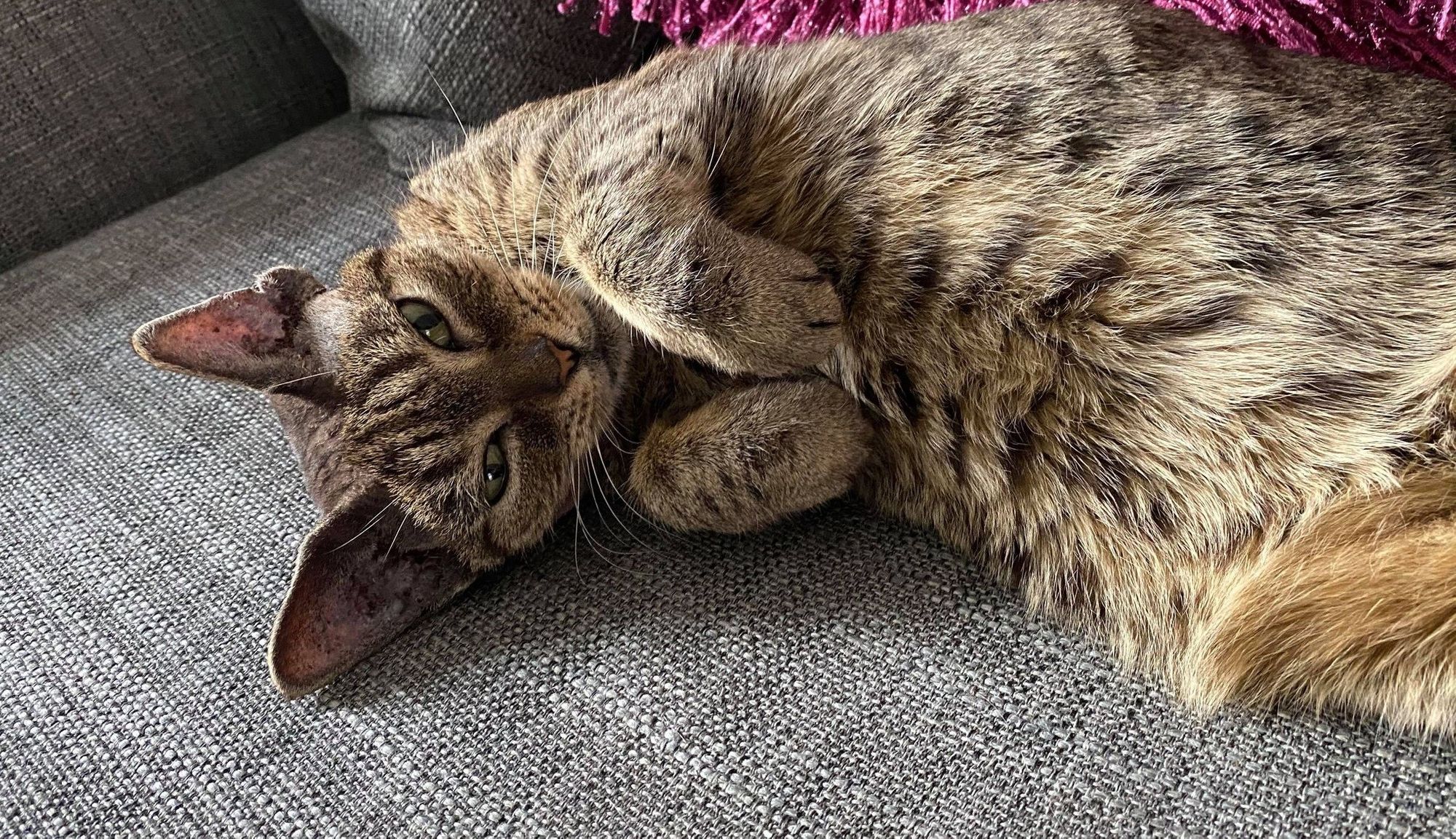 Surrey Cats Protection branch left with large surgery bill launches appeal