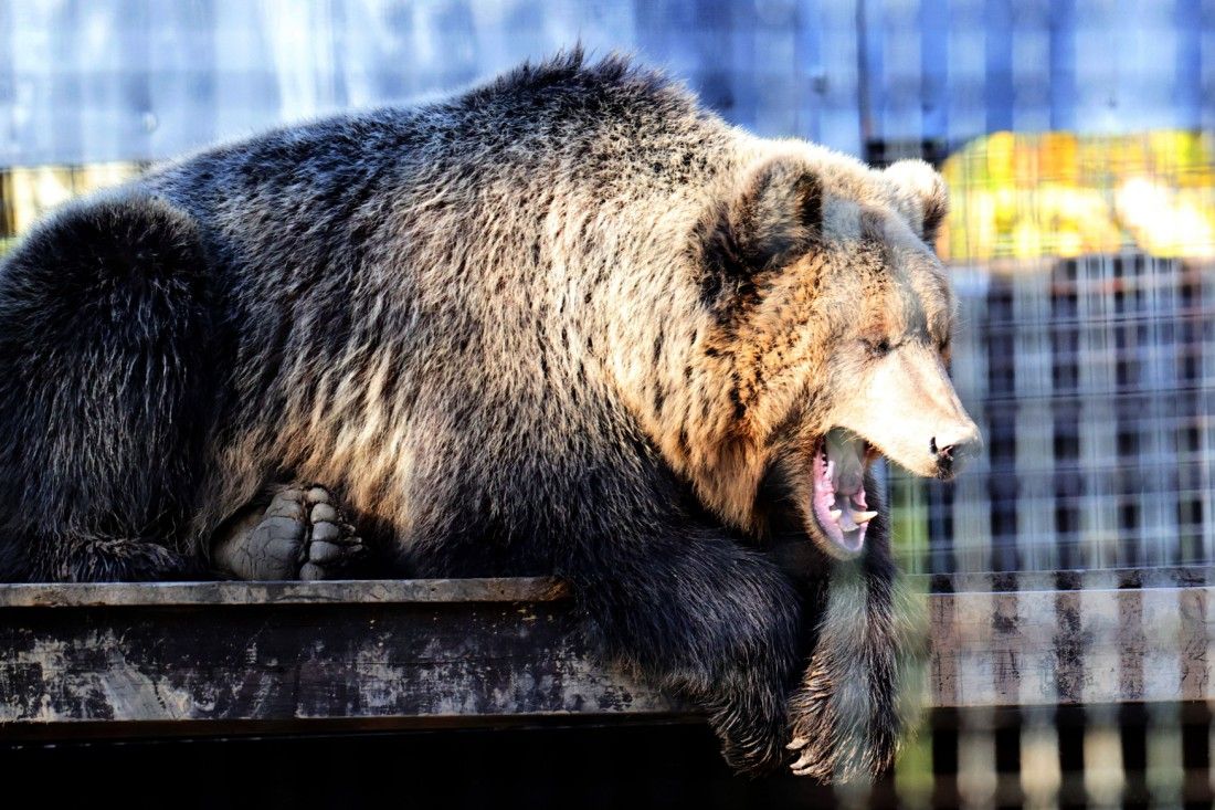 Photos behind the scenes at Kent animal park