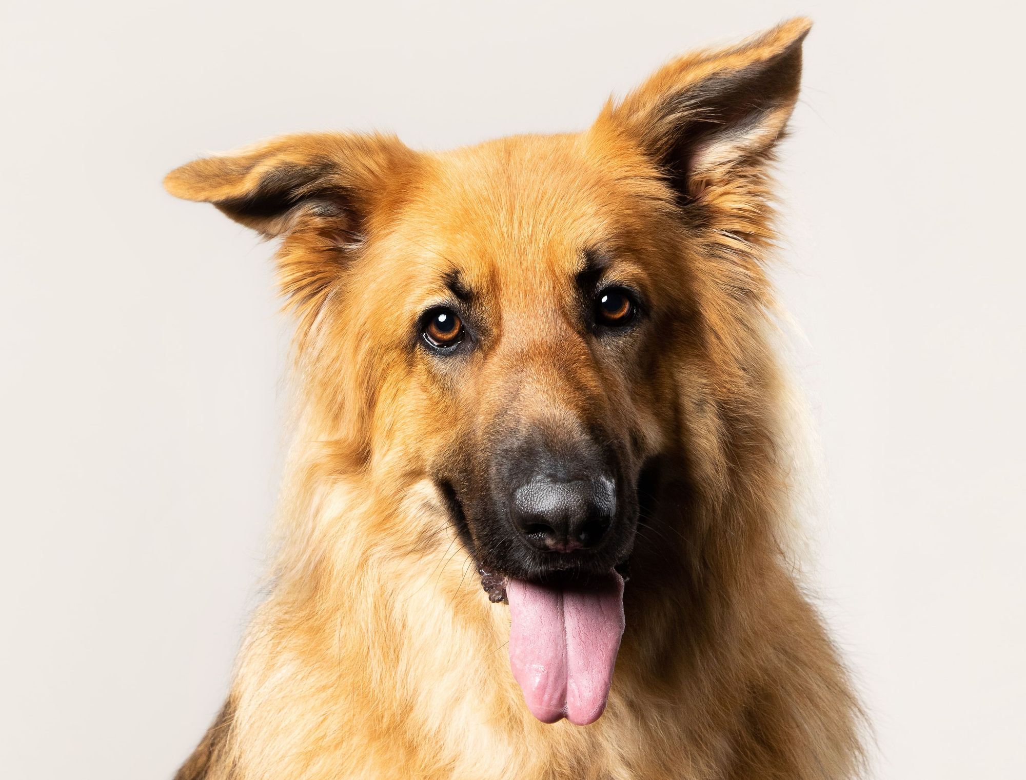 Sittingbourne rescue pup stars in Kennel Club calendar