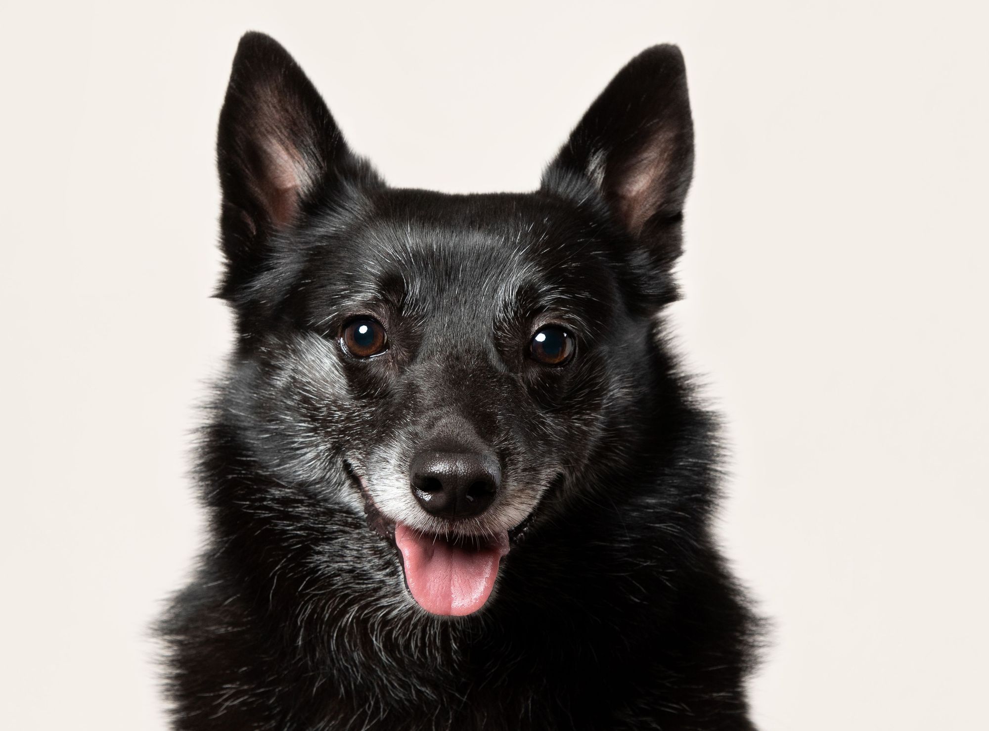 Portsmouth Rescue dog to feature in canine calendar