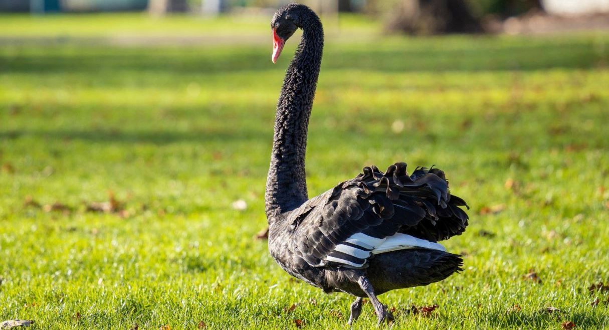 'Dad's Home!' Dawlish black swan returns after bird flu quarantine