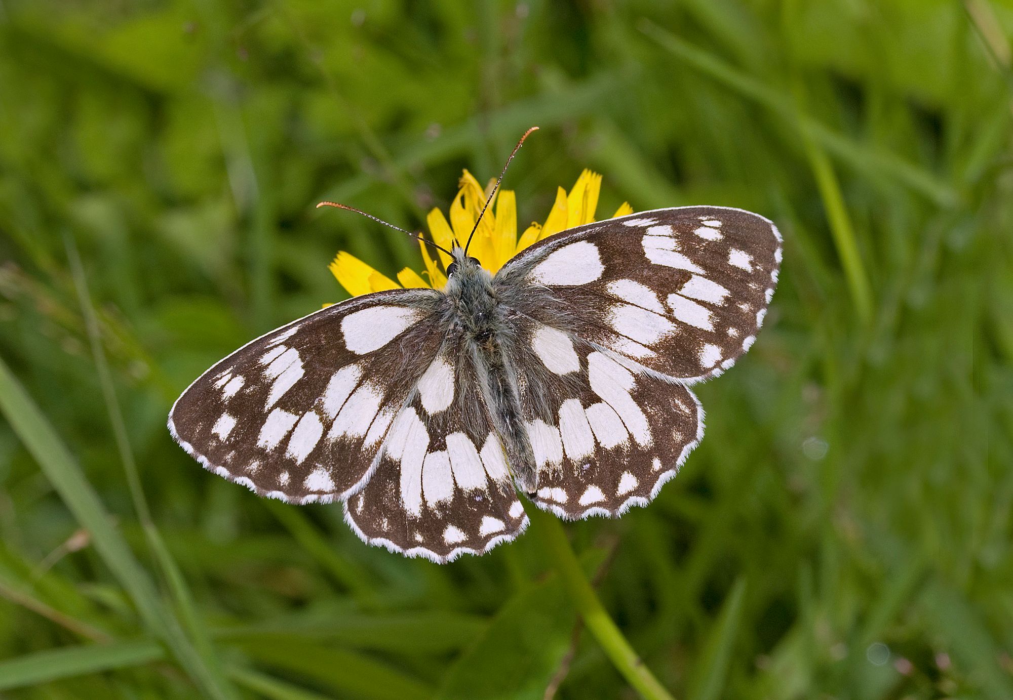 New fencing project to preserve Dartmoor's vanishing treasures