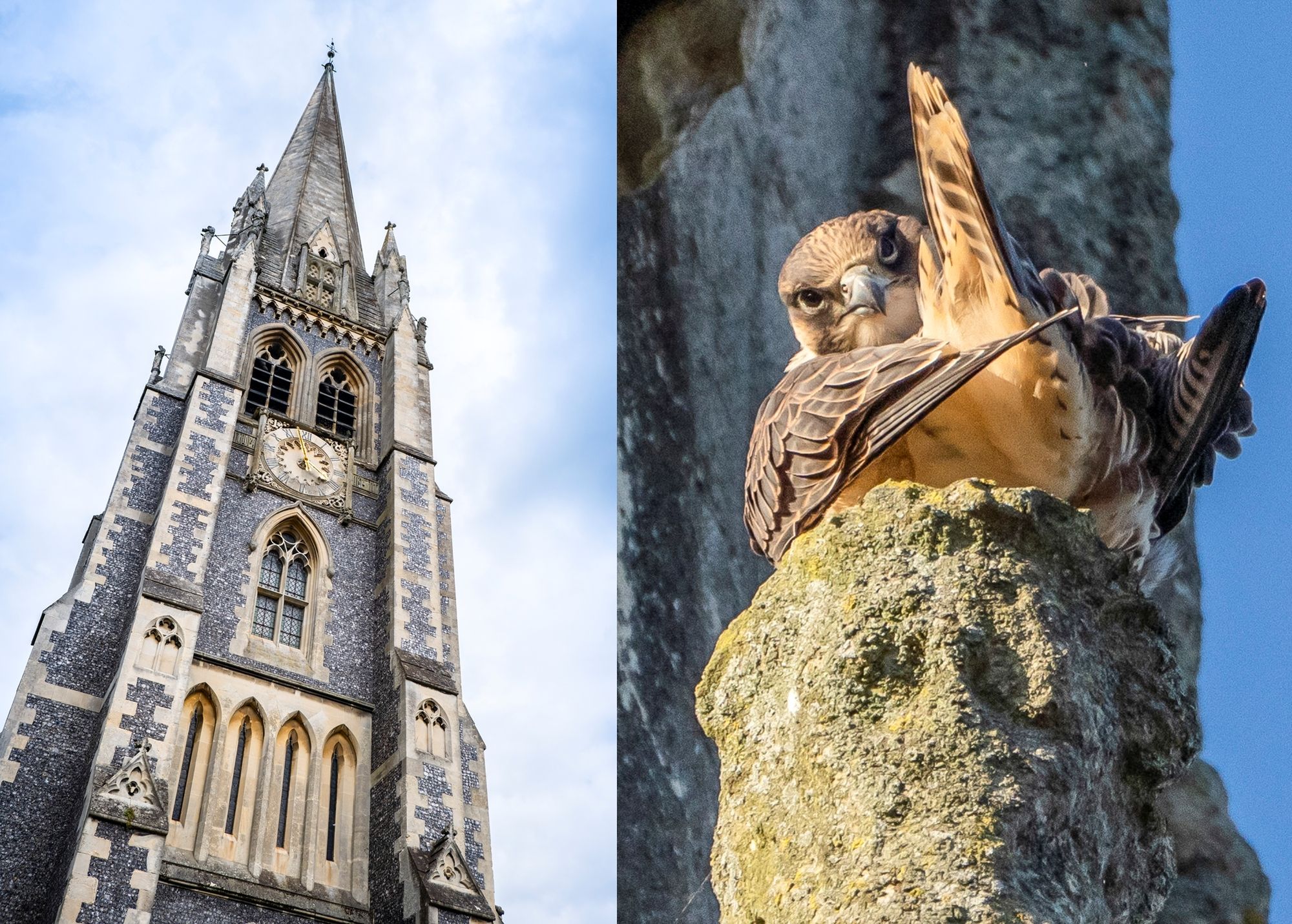 Dorking museum takes a view on 2021
