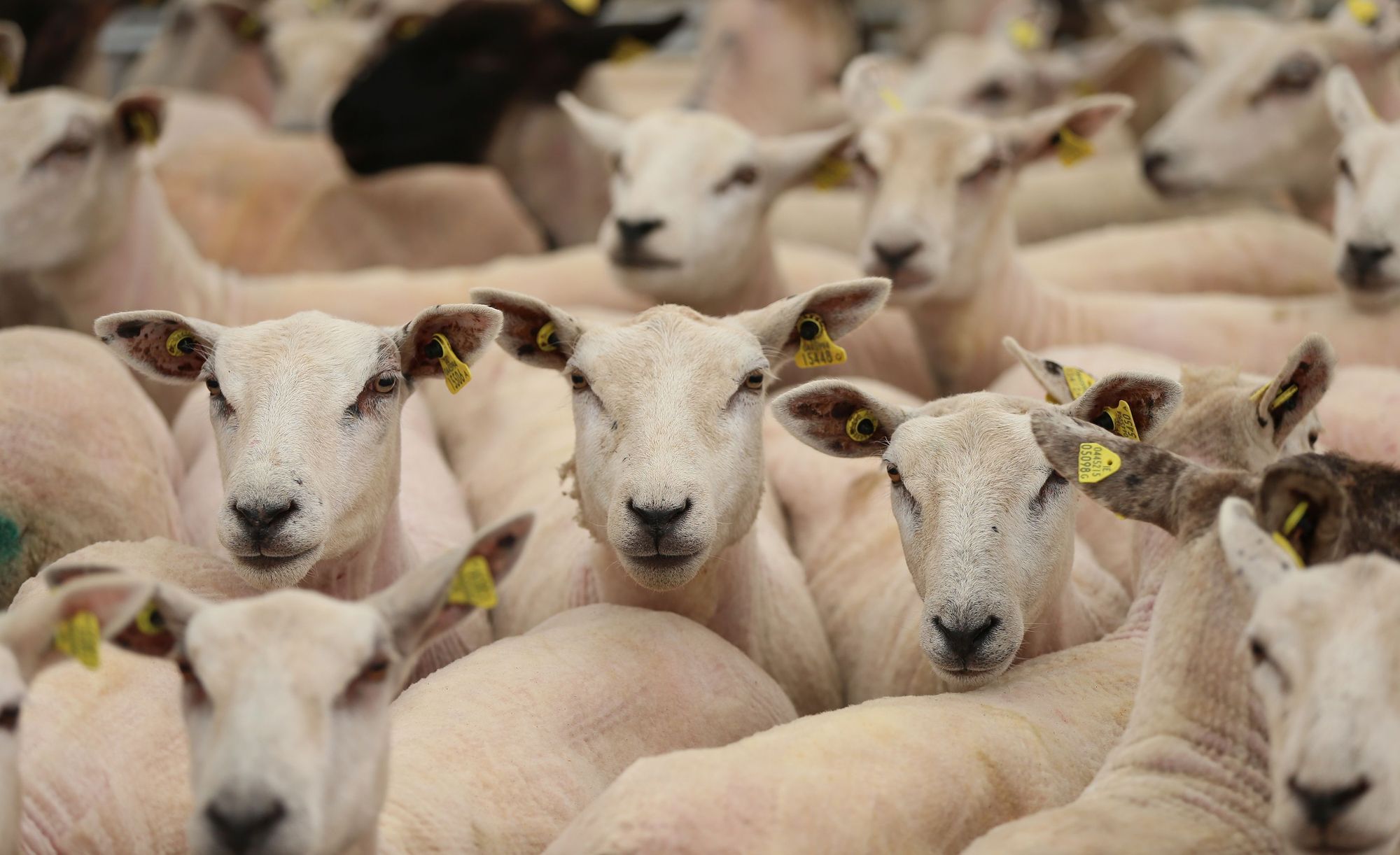 Politician defends Welsh sheep farmers against Government remarks