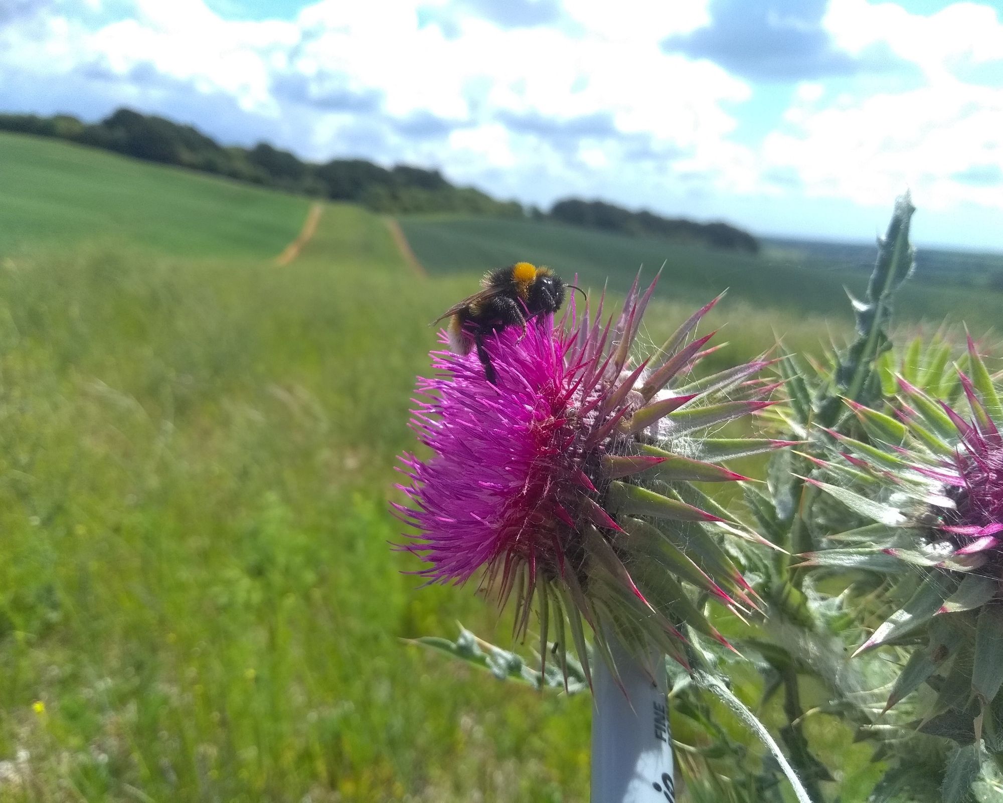 Martin Down farmers are the Bees’ Needs for pollinators