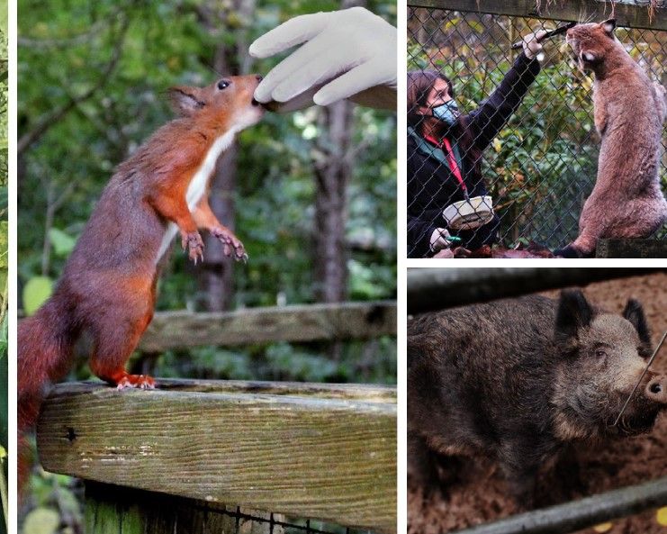 Wildwood Escot animals "running out of time" during lockdown