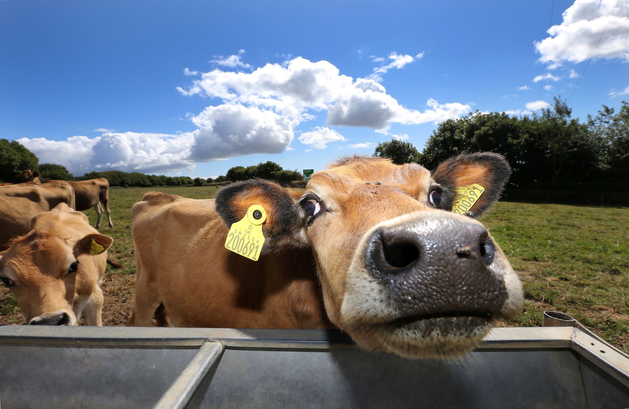 Young Farmers Club praised for first lockdown helpline at national awards