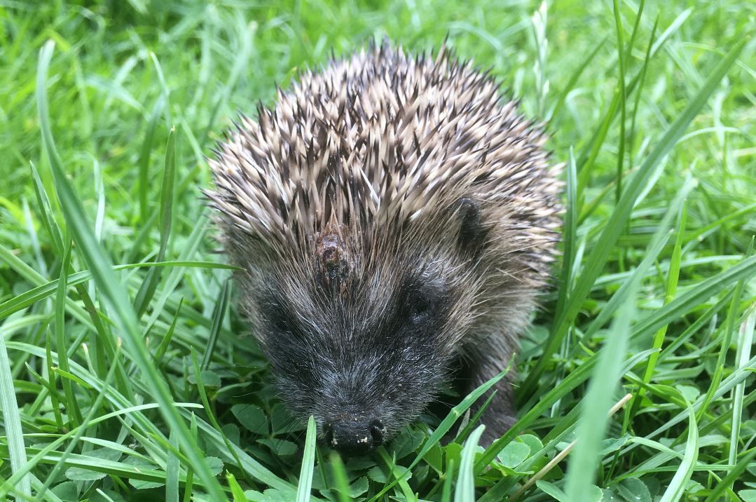 Herts Hogline gives advice how to keep hedgehogs safe this Bonfire Night