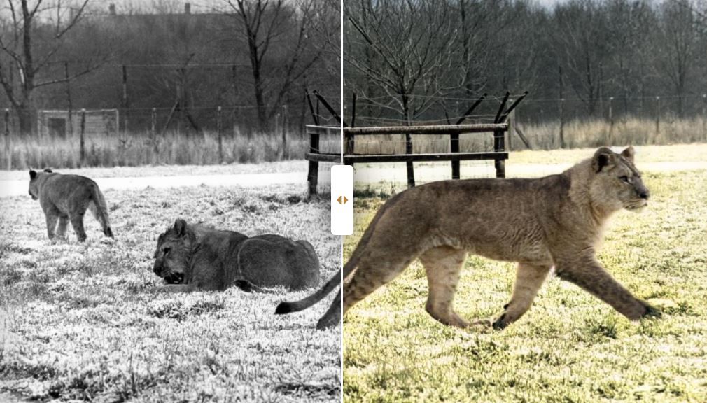 A look back: Big cats in the snow at Lambton Lion Park
