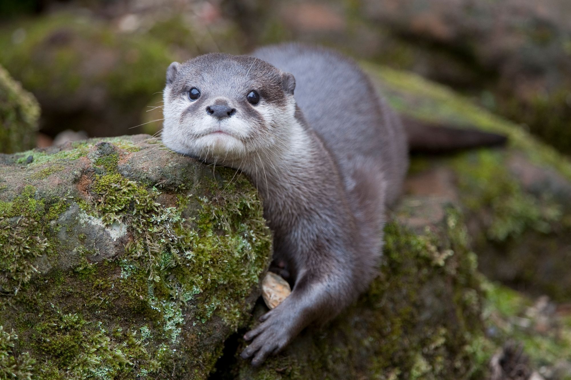 Dartmoor Otter Sanctuary celebrates new arrivals