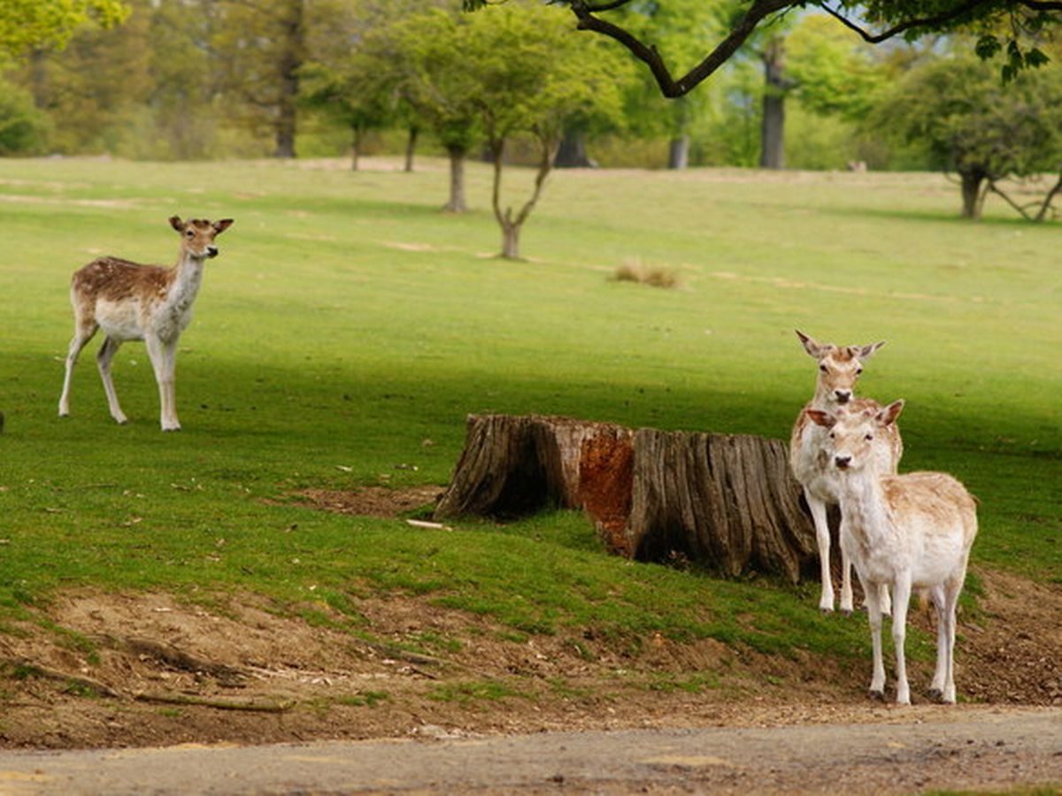 Knole Park track used by King Harold's army 'could be at risk'