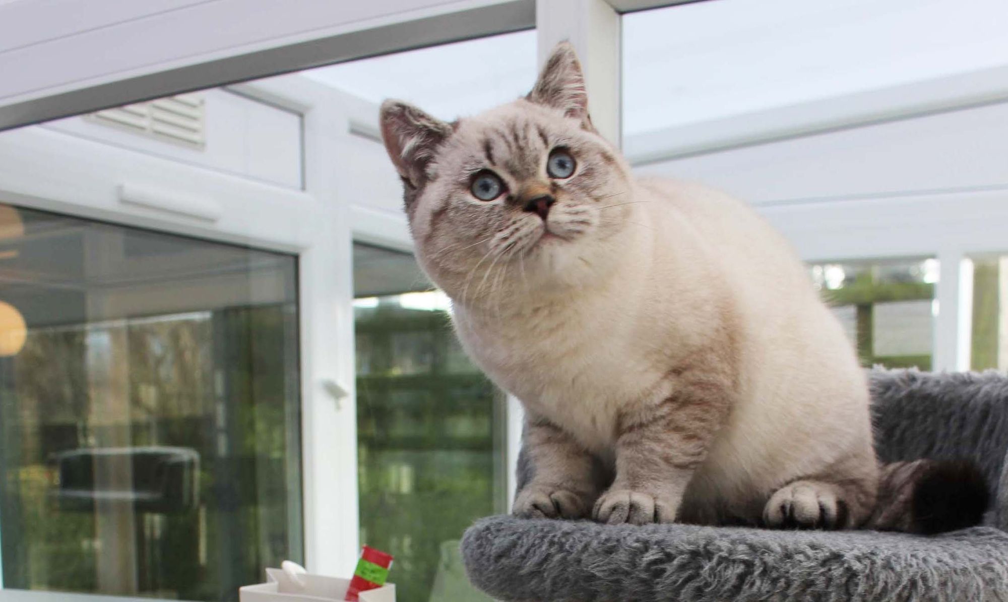 Your cat could get pampered this Christmas with a stay at Longcroft Luxury Cat Hotel in Welwyn Garden City