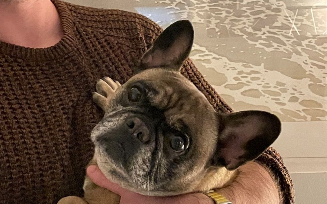 'Pawsome' Dexter crowned prize pooch of NSPCC dog show
