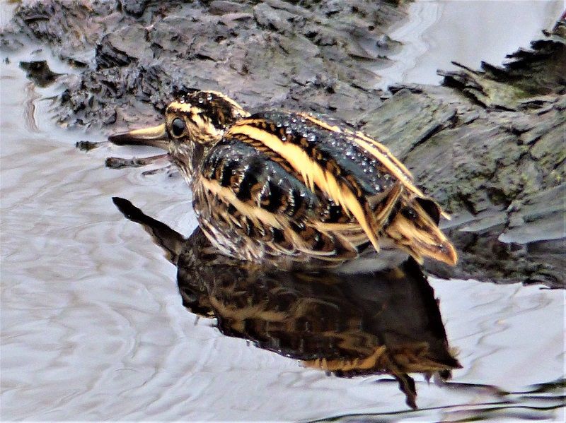 Wildlife: How muddy waters enhance our natural environment