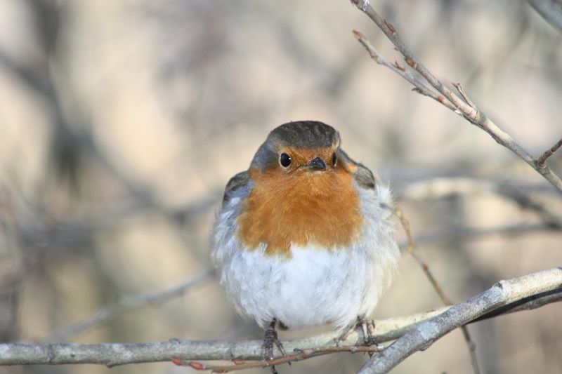 Wildlife: Encountering robins at Christmas