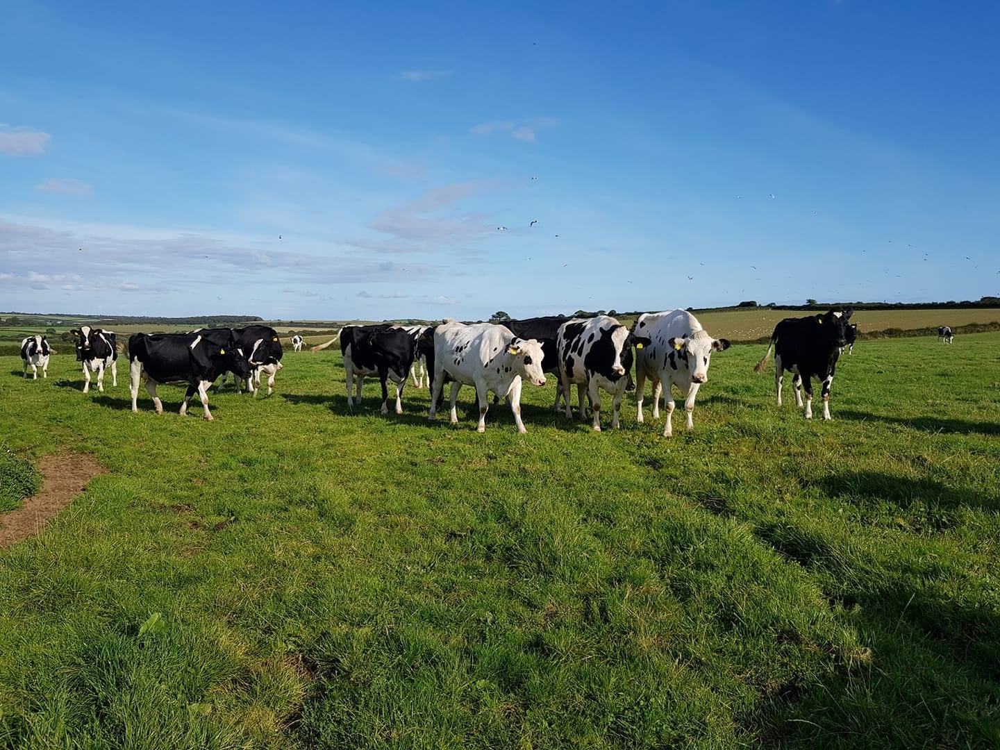 Green Cow Dairy ready to help after Milk & More pulls out of Cornwall
