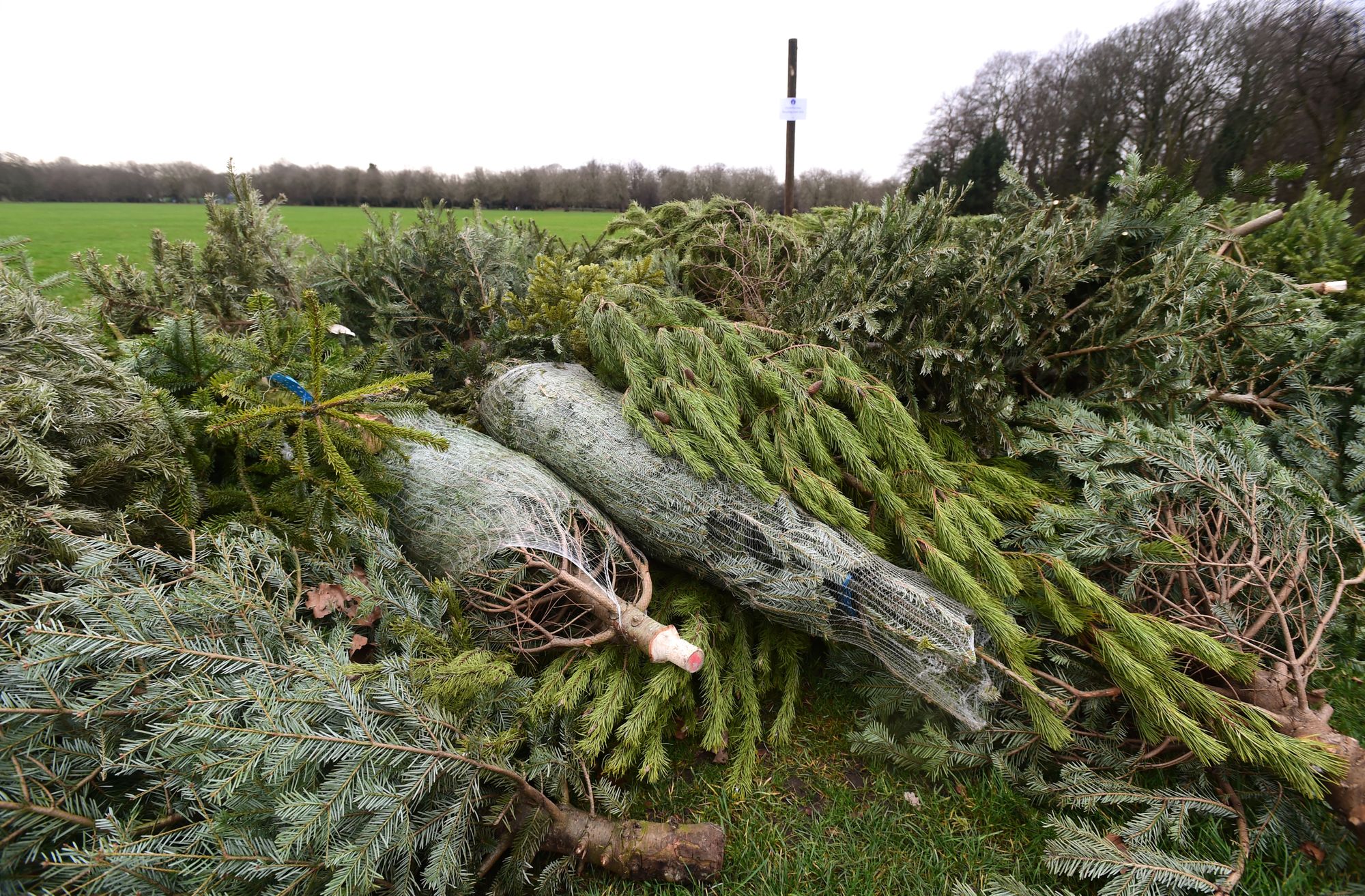 You can recycle your Christmas Tree in Surrey Heath this year