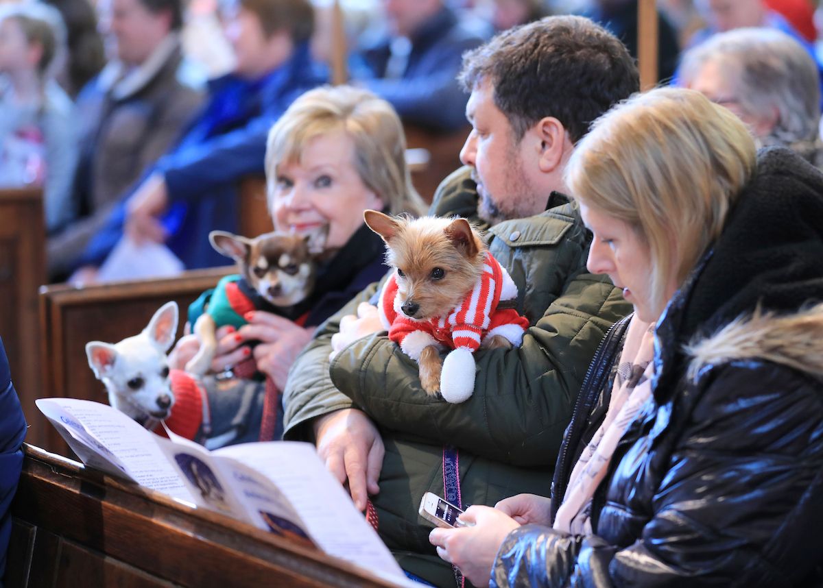 Celebration of animals church service will go online this year